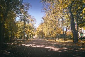 Leaf fall in the city park in golden autumn. Landscape with maples and other trees on a sunny day. Vintage film aesthetic. photo