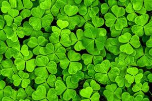 Background with green clover leaves for Saint Patrick's day. Shamrock as a symbol of fortune. photo