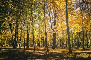 Leaf fall in the city park in golden autumn. Landscape with maples and other trees on a sunny day. Vintage film aesthetic. photo