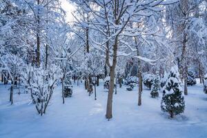 Sunset or dawn in a winter city park with trees covered with snow and ice. photo