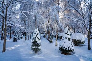 Sunset or dawn in a winter city park with trees covered with snow and ice. photo