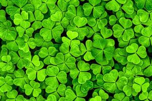 Background with green clover leaves for Saint Patrick's day. Shamrock as a symbol of fortune. photo