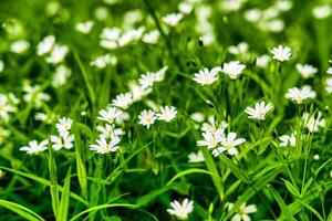 salvaje flores en el bosque entre el verde césped en el primavera o verano hora de el año. foto