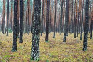 Pine autumn misty forest. Rows of pine trunks shrouded in fog on a cloudy day. photo