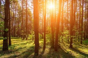 Sunset or dawn in a pine forest in spring or early summer. photo