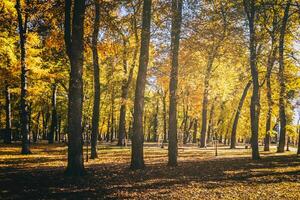 Leaf fall in the city park in golden autumn. Landscape with maples and other trees on a sunny day. Vintage film aesthetic. photo