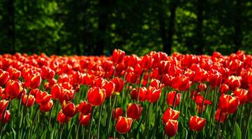 rojo tulipanes iluminado por luz de sol en un flor cama. paisajismo foto