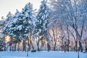 puesta de sol o amanecer en un invierno ciudad parque con arboles cubierto con nieve y hielo. foto