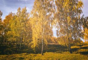 Birches in a sunny golden autumn day. Leaf fall. Vintage film aesthetic. photo