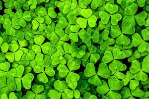 Background with green clover leaves for Saint Patrick's day. Shamrock as a symbol of fortune. photo