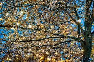 A tree decorated with festive garlands with luminous bulbs against the background of the night sky. photo