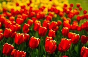 Red and yellow tulips lit by sunlight on a flower bed. Landscaping. photo