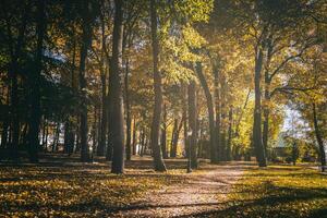 Leaf fall in the city park in golden autumn. Landscape with maples and other trees on a sunny day. Vintage film aesthetic. photo