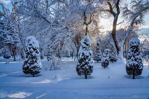Sunset or dawn in a winter city park with trees covered with snow and ice. photo