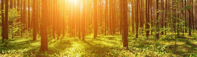 Panorama of a sunset or dawn in a pine forest with lilies of the valley blooming on the ground. photo