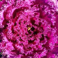 Purple kale leaves close-up illuminated by the sun. photo