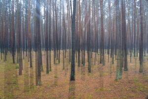 Blurred pine autumn misty forest. photo