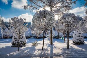 Sunset or dawn in a winter city park with trees covered with snow and ice. photo