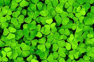 Background with green clover leaves for Saint Patrick's day. Shamrock as a symbol of fortune. photo
