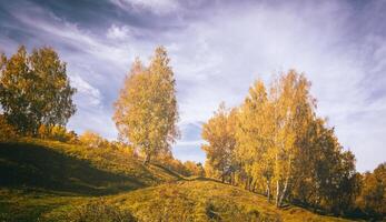 Birches in a sunny golden autumn day. Leaf fall. Vintage film aesthetic. photo