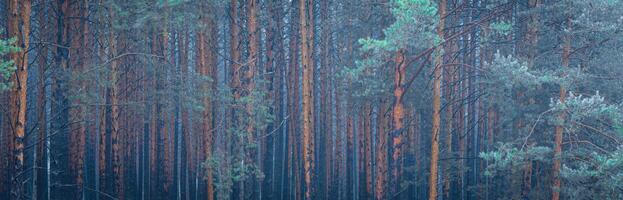 Panorama of pine autumn misty forest. Rows of pine trunks shrouded in fog on a cloudy day. photo