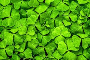 Background with green clover leaves for Saint Patrick's day. Shamrock as a symbol of fortune. photo