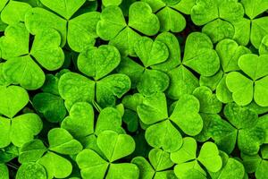 Background with green clover leaves for Saint Patrick's day. Shamrock as a symbol of fortune. photo