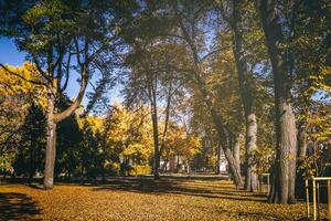 Leaf fall in the city park in golden autumn. Landscape with maples and other trees on a sunny day. Vintage film aesthetic. photo