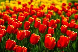 rojo y amarillo tulipanes iluminado por luz de sol en un flor cama. paisajismo foto