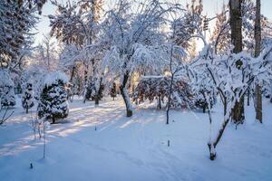 Sunset or dawn in a winter city park with trees covered with snow and ice. photo