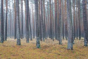 pino otoño brumoso bosque. filas de pino bañador envuelto en niebla en un nublado día. foto