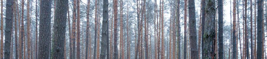 Panorama of pine autumn misty forest. Rows of pine trunks shrouded in fog on a cloudy day. photo