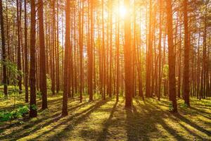 Sunset or dawn in a pine forest in spring or early summer. photo