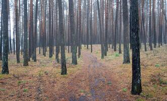pino otoño brumoso bosque. filas de pino bañador envuelto en niebla en un nublado día. foto