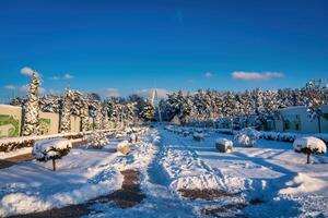 Sunset or dawn in a winter city park with trees covered with snow and ice. photo