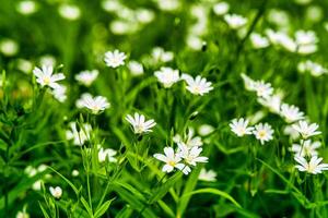 Wild flowers in the forest among the green grass in the spring or summer time of the year. photo