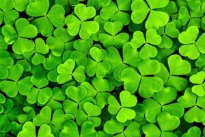 Background with green clover leaves for Saint Patrick's day. Shamrock as a symbol of fortune. photo