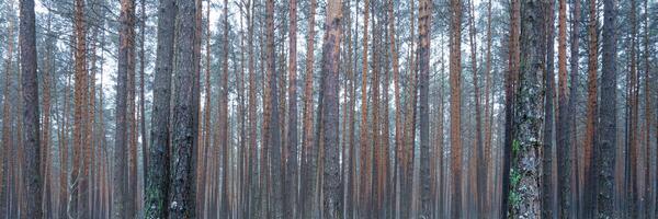 panorama de pino otoño brumoso bosque. filas de pino bañador envuelto en niebla en un nublado día. foto