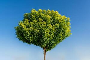 Tree with green leaves in the shape of a heart against a blue sky. The concept of love for nature and environmental protection. Valentine's day background. photo
