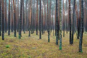 Pine autumn misty forest. Rows of pine trunks shrouded in fog on a cloudy day. photo