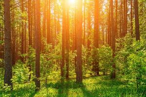 Sunset or dawn in a pine forest with lilies of the valley blooming on the ground. photo