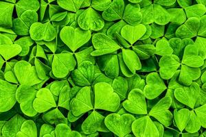 Background with green clover leaves for Saint Patrick's day. Shamrock as a symbol of fortune. photo