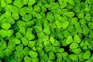 Background with green clover leaves for Saint Patrick's day. Shamrock as a symbol of fortune. photo