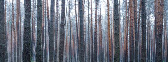 panorama de pino otoño brumoso bosque. filas de pino bañador envuelto en niebla en un nublado día. foto