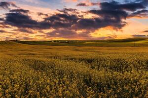 Agricultural flowering rapeseed field at sunset or sunrise. photo