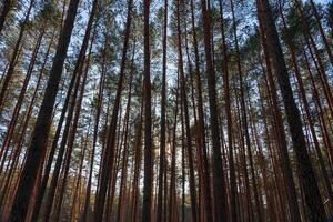 Bottom view of pine trees against a clear sky. photo