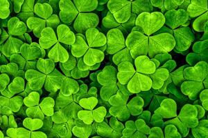 Background with green clover leaves for Saint Patrick's day. Shamrock as a symbol of fortune. photo