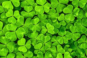 Background with green clover leaves for Saint Patrick's day. Shamrock as a symbol of fortune. photo