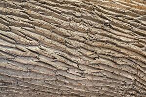 The texture of the rough bark of an old oak tree. Abstract background. photo
