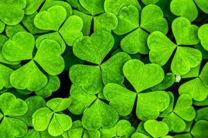 Background with green clover leaves for Saint Patrick's day. Shamrock as a symbol of fortune. photo